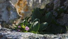 Teedia lucida