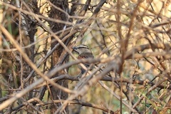 Tchagra australis australis