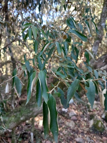 Trichocladus ellipticus (Trichocladus ellipticus)