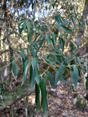 Trichocladus ellipticus