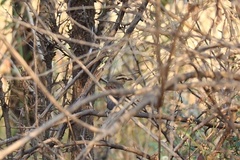 Tchagra australis australis