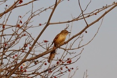 Prinia subflava affinis
