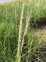 Sporobolus anglicus