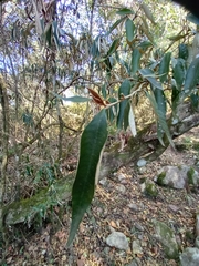 Trichocladus ellipticus