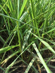 Sporobolus anglicus