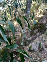 Trichocladus ellipticus