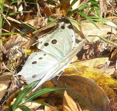 Protogoniomorpha parhassus