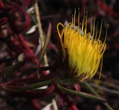 Leucospermum gracile