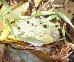 Protogoniomorpha parhassus