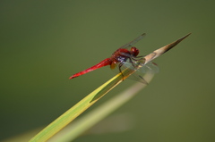 Crocothemis erythraea