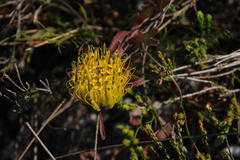 Leucospermum gracile