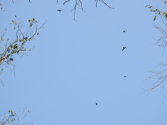 Aerodramus unicolor
