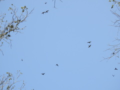 Aerodramus unicolor