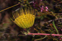 Leucospermum gracile