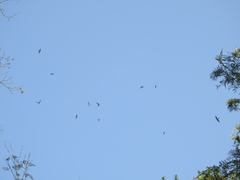 Aerodramus unicolor