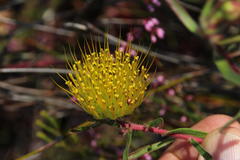 Leucospermum gracile