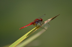 Crocothemis erythraea