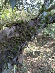 Trichocladus ellipticus