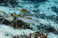 Scolopsis monogramma