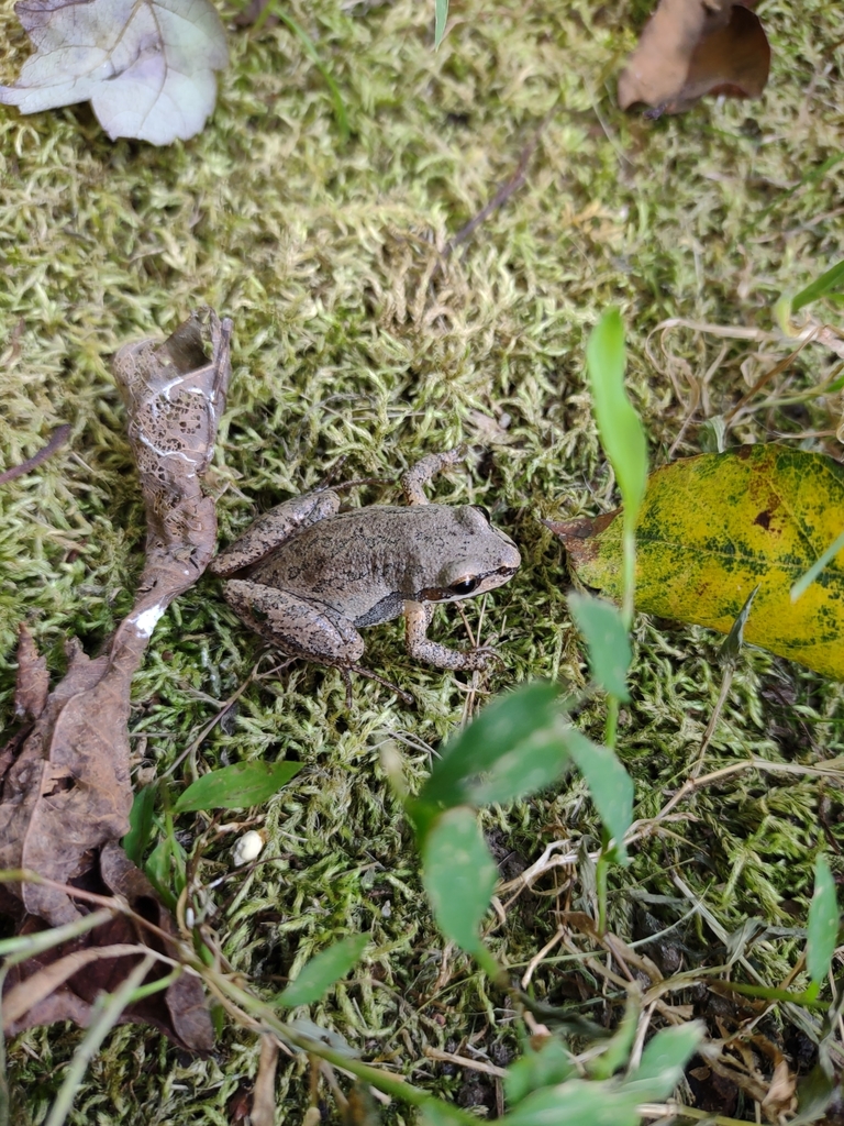 Upland chorus frog from clayton nc 27527 usa on september 4 2021 at
