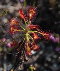 Drosera glabripes