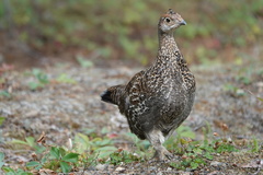 Dendragapus fuliginosus