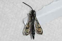 Synanthedon