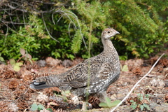 Dendragapus fuliginosus