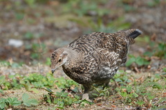 Dendragapus fuliginosus