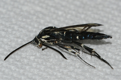 Synanthedon