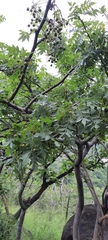 Bursera penicillata