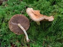 Pyrrhulomyces astragalinus