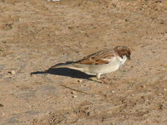 Passer domesticus indicus