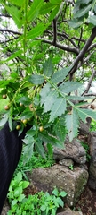 Bursera penicillata