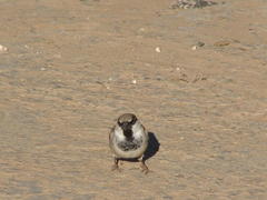 Passer domesticus indicus