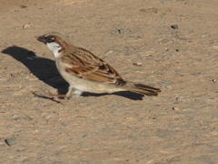 Passer domesticus indicus