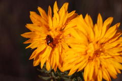 Lachnaea aurea