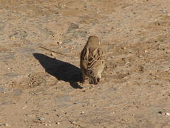 Passer domesticus indicus