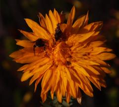 Lachnaea aurea