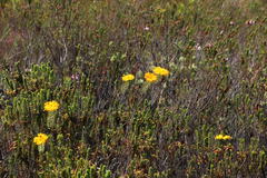 Lachnaea aurea