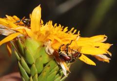 Lachnaea aurea