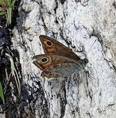 Lasiommata schakra