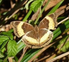 Junonia elgiva