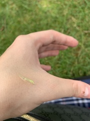 Chrysopa nigricornis