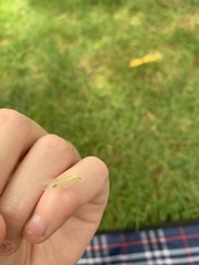 Chrysopa nigricornis