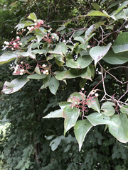 Angiospermae