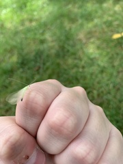 Chrysopa nigricornis