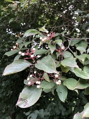Angiospermae