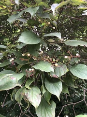 Angiospermae