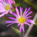 Erepsia ramosa - Photo (c) carinalochner, algunos derechos reservados (CC BY-NC)